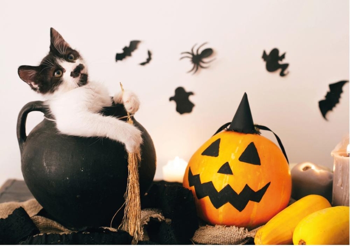 Süße Halloween Karte mit Kätzchen Vorderseite